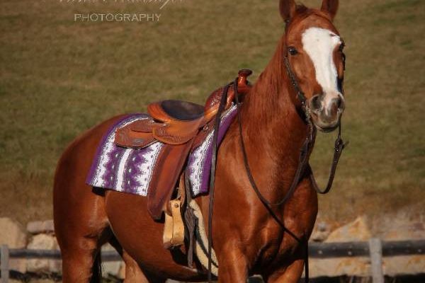 Verkaufe Quarter Horse