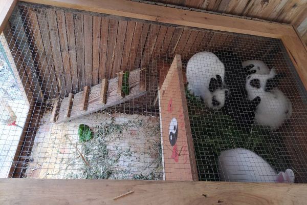 Hasenställe verschiedene größen zu verkaufen