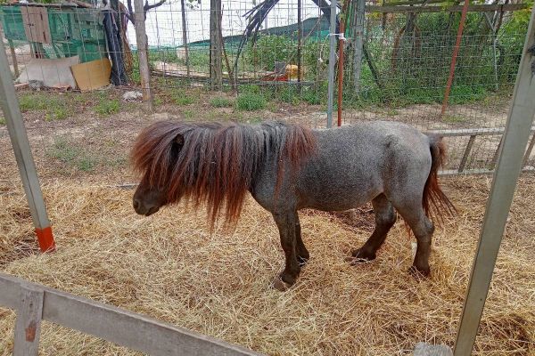ponyhengst
