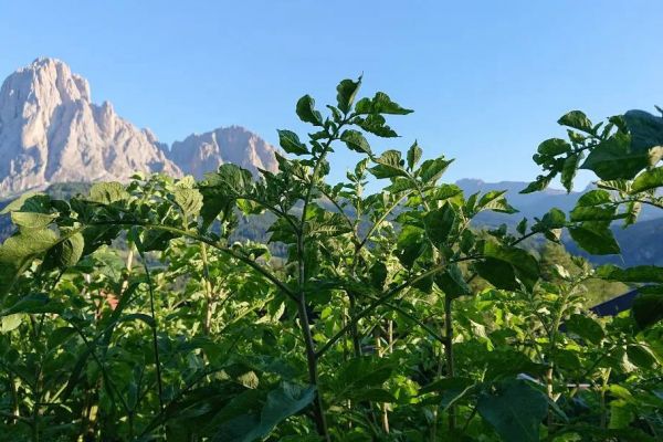 Verschiedene Kartoffelsorten und -raritäten