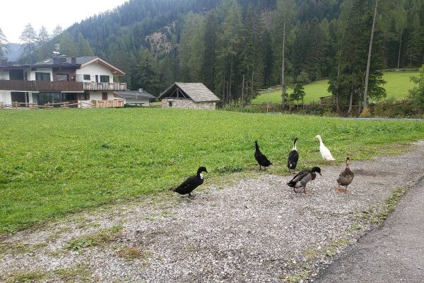 Laufenten ,1 Jahr alt zu verschenken :)