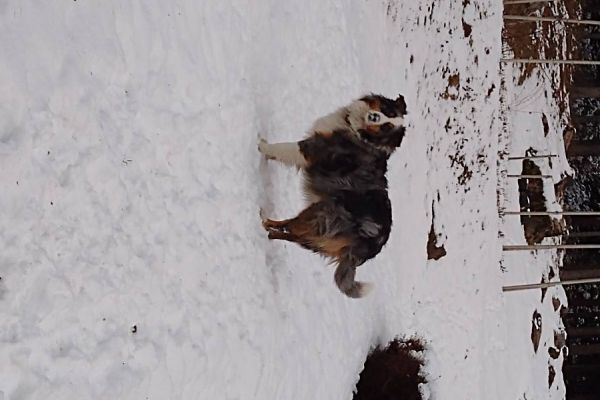 Australian Shepherd zu vergeben