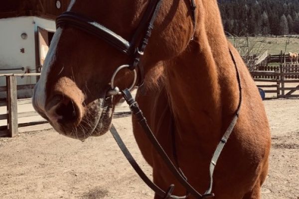 Österreichisches Warmblut