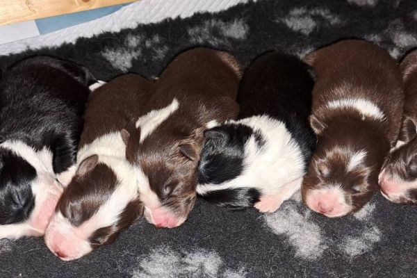 Unsere Welpen sind da - Australian Sheperd mit Pedigree