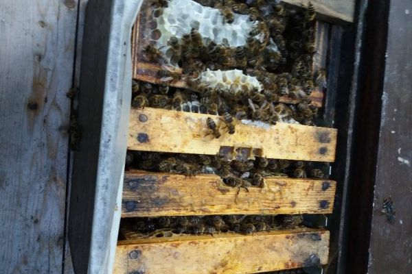 Bienenableger zu verkaufen