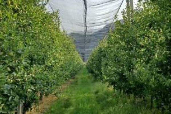 Apfelwiese in toller Lage zu verkaufen