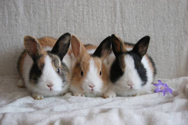 Verschieden Kaninchen zu vergeben