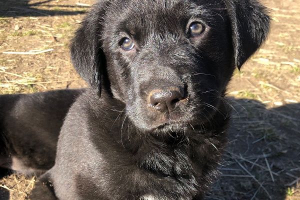 Labrador - Schäfer Mix (weiblich)