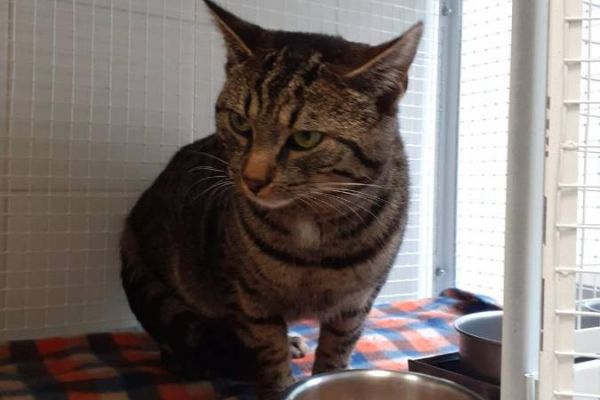 Katze gefunden bzw. zugelaufen