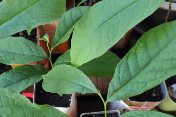 Asimina triloba - Paw Paw - Indianerbanane