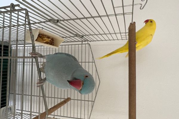 Halsbandsittiche
