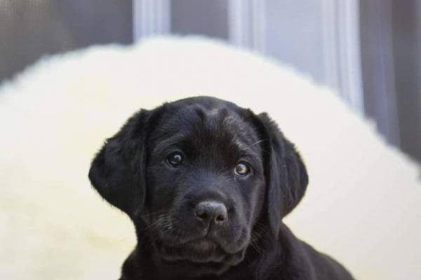 schwarze Labrador Welpen vom Sauboden FCI ab Ende Juli 2023 zu vergebe