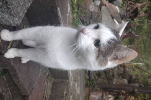 Kater zu verschenken