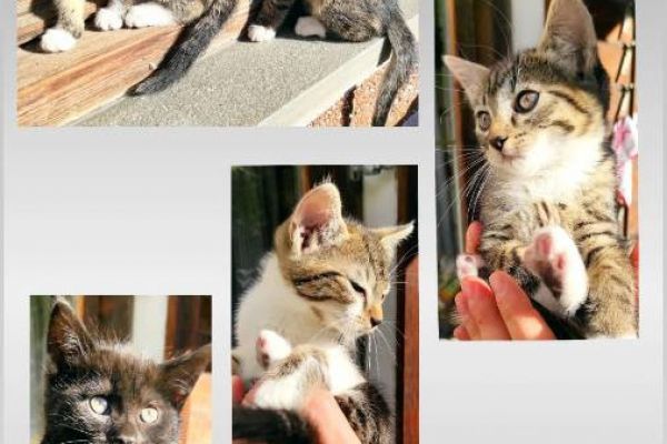 Katzen zu verschenken