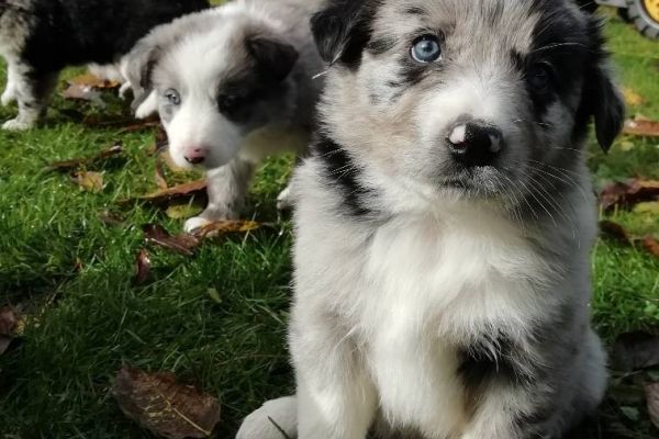 Australian Shepherd - Border Mischlinge suchen liebevolles Zuhause