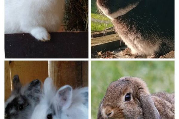 Verkaufe Zwergkaninchen