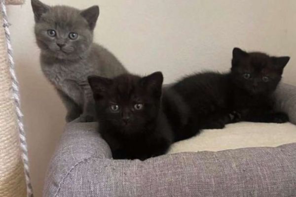 Katzenbaby weiblich