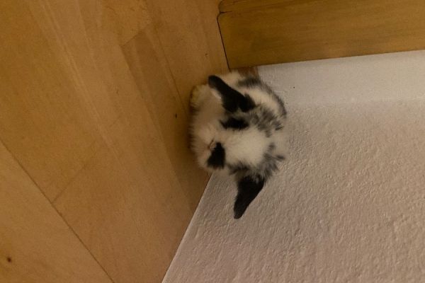 Kleine Löwenkopfhasen zu verschenken