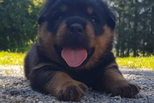 Typvolle / massive Rottweiler Welpen aus der Landwirtschaft