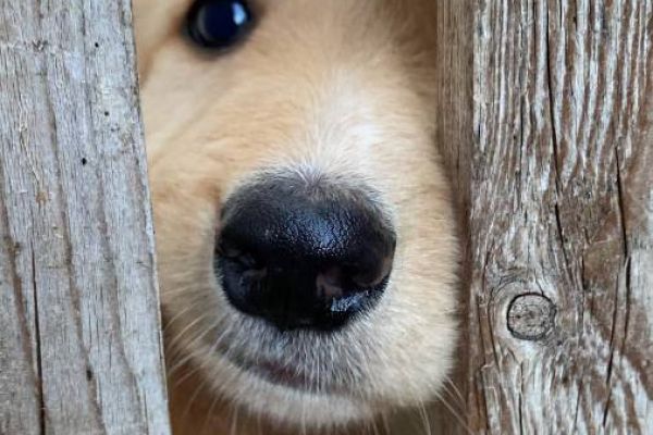 Hundewelpen suchen liebevolles Zuhause