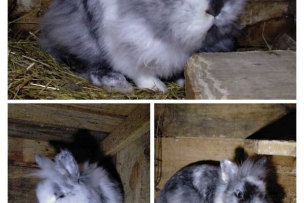 Löwenkopf Kaninchen