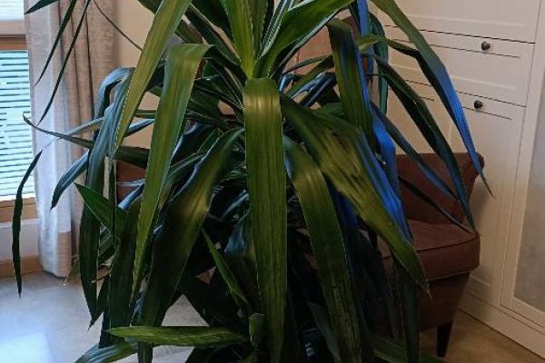 Große Yucca Palme