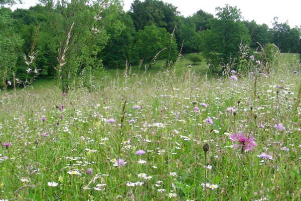 Suche Wiese/Alm/Stall zum mieten