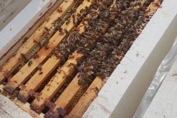 Carnica-Ableger starkes  Bienenvolk vom 2022
