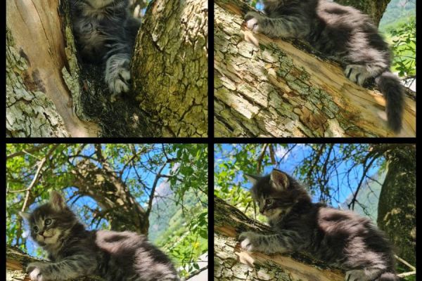 Reinrassige Maine Coon Kitten