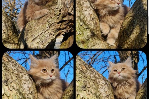 Reinrassige Maine Coon Kitten