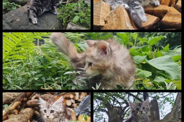 Reinrassige Maine Coon Kitten