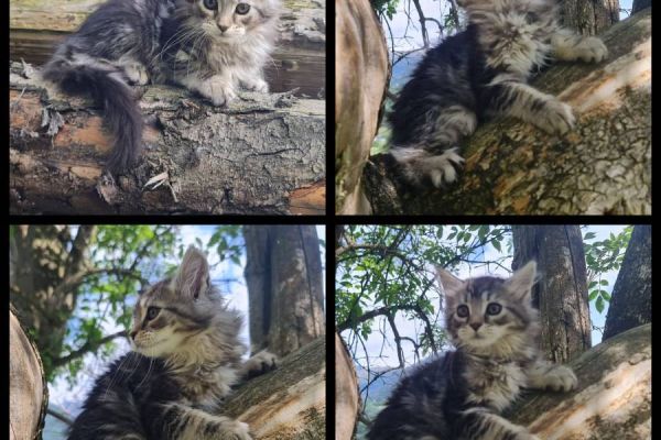 Reinrassige Maine Coon Kitten