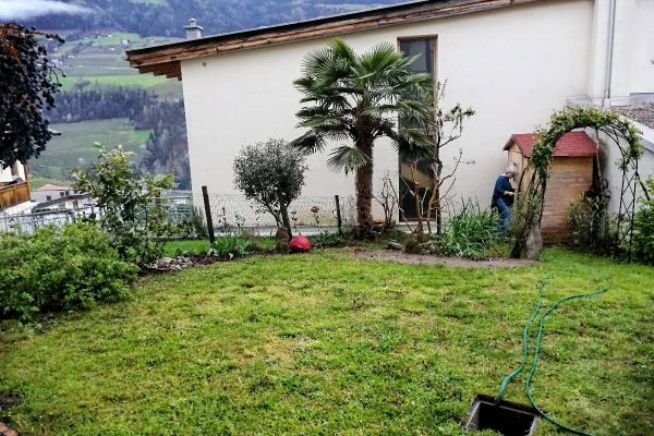 Cirka 4Meter hohe Hanfpalme gegen Gebot abzugeben. Nur für Selbstabhol