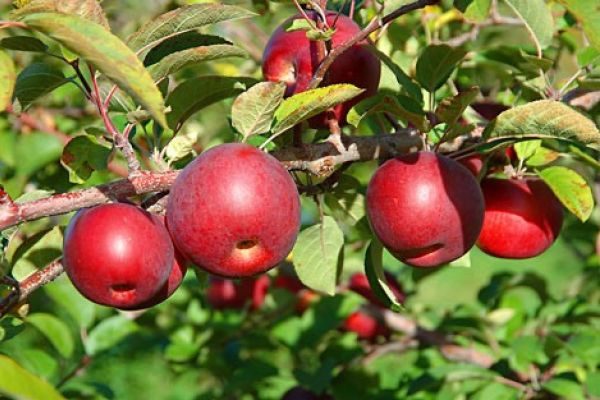 Obstwiese in Branzoll zu verkaufen