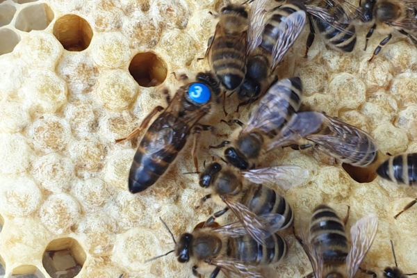 Reinzuchtköniginen Carnica von der Belegstelle Weißenbach