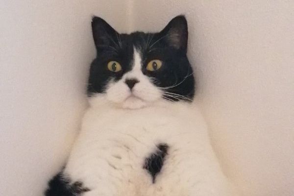 VERMISSTER KATER