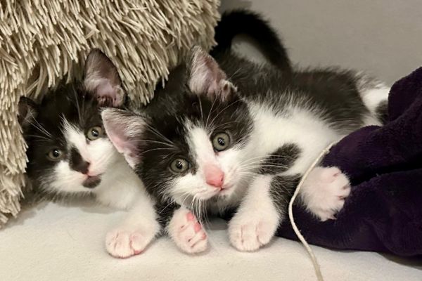 2 Kitten suchen gemeinsam ihre Bleibe