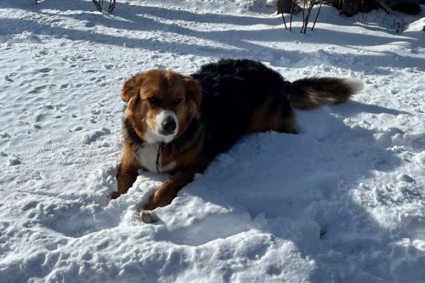 Suche Berner Sennen - Border Collie Mischling Welpe