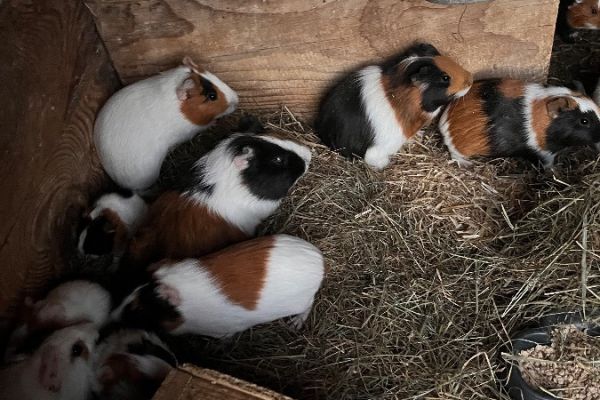 Meerschweinchen
