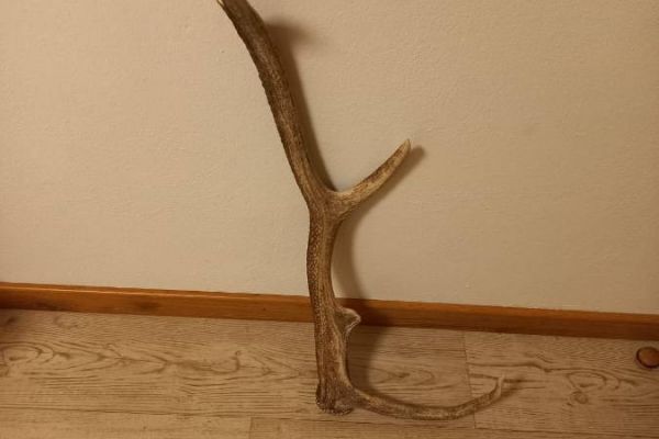 Verkaufe Hirschhorn