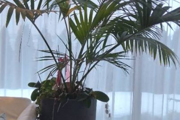 Palme mit Vase