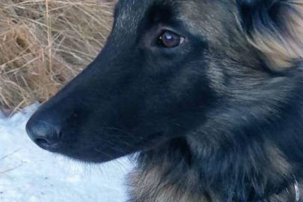 Belgischer Schäferhund Junghund 7.5 Monate