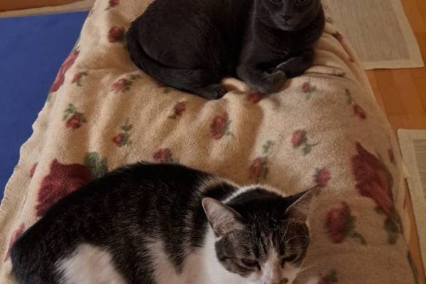 2 Katzen zu vergeben