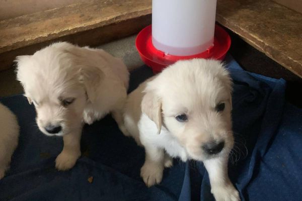 Reinrassige Golden Retriever Welpen mit Stammbaum