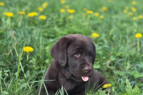 Schokobraune Labrador-Welpen mit Stammbaum zu verkaufen