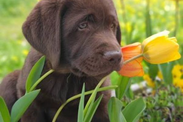 Schokobraune Labrador-Welpen mit Stammbaum zu verkaufen