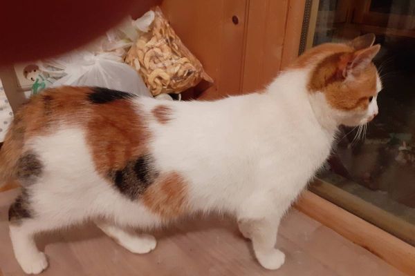 Katze herzugeben