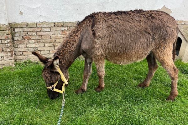 Eselstute mit papiere
