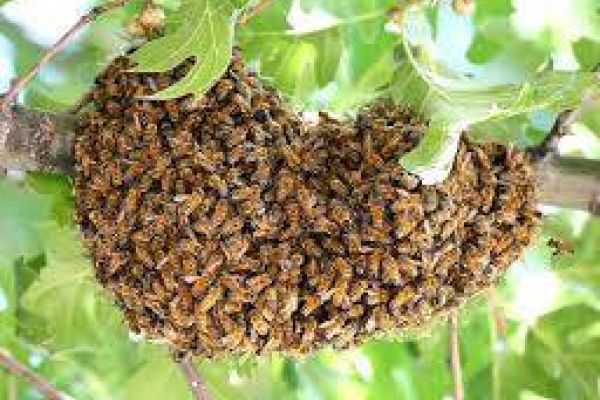 BIENENSCHWARM gesucht Raum  UNTERES Pustertal, Eisacktal