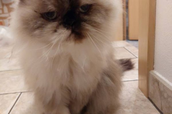 2 Perserkatzen umständehalber zu verschenken! Weiblich 17 und 18 Jahre